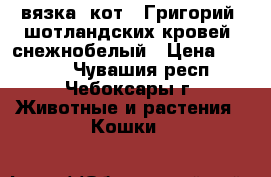 вязка, кот – Григорий, шотландских кровей, снежнобелый › Цена ­ 1 500 - Чувашия респ., Чебоксары г. Животные и растения » Кошки   